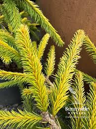 Attēlu rezultāti vaicājumam “Picea abies female flower”