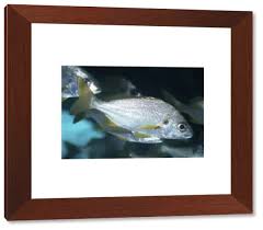 Image result for Pomadasys incisus