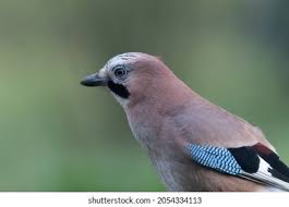 Attēlu rezultāti vaicājumam “Garrulus glandarius adult”