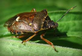 Attēlu rezultāti vaicājumam “Pinthaeus sanguinipes”