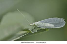 Attēlu rezultāti vaicājumam “Chrysopa”