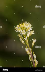 Attēlu rezultāti vaicājumam “Arabis glabra”