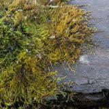 Attēlu rezultāti vaicājumam “Hygroamblystegium humile”