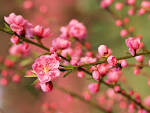 花暖の画像4