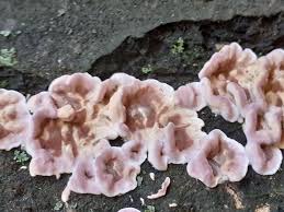 Attēlu rezultāti vaicājumam “Bjerkandera fumosa”