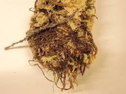 Attēlu rezultāti vaicājumam “Anastrophyllum minutum”