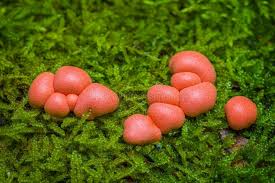 Attēlu rezultāti vaicājumam “Lycogala epidendrum s.str. sessile”