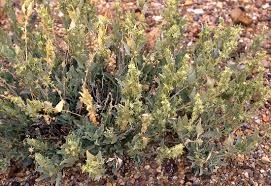 Attēlu rezultāti vaicājumam “Atriplex calotheca”