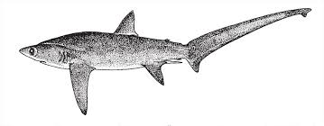 Image result for Alopias superciliosus