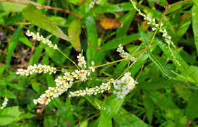 Attēlu rezultāti vaicājumam “Polygonaceae”