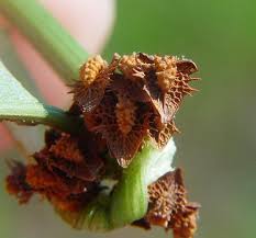 Attēlu rezultāti vaicājumam “Rumex hydrolapathum fruit”