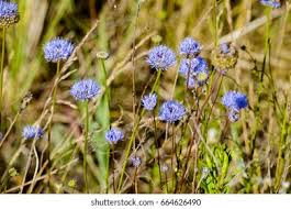 Attēlu rezultāti vaicājumam “Jasione montana flower”