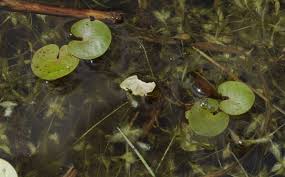 Attēlu rezultāti vaicājumam “Hydrocharis morsus-ranae fruit”