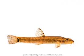 Attēlu rezultāti vaicājumam “Barbatula barbatula”