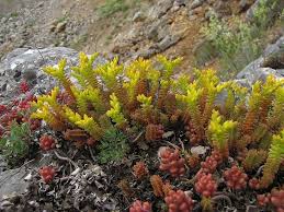 Attēlu rezultāti vaicājumam “Sedum sexangulare”