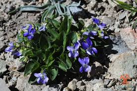 Attēlu rezultāti vaicājumam “Viola rupestris”