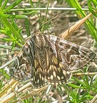 Attēlu rezultāti vaicājumam “Callistege mi”