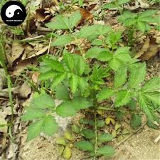 Attēlu rezultāti vaicājumam “Agrimonia pilosa leaf”
