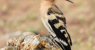 Attēlu rezultāti vaicājumam “Upupa epops adult”