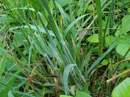 Attēlu rezultāti vaicājumam “Holcus lanatus”