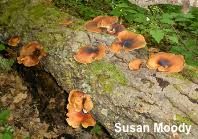Attēlu rezultāti vaicājumam “Polyporus badius”