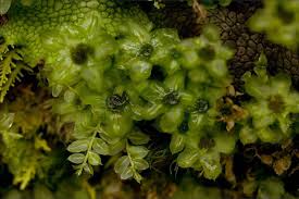 Attēlu rezultāti vaicājumam “Orthotrichum pumilum sporophyte”