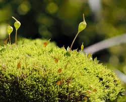 Attēlu rezultāti vaicājumam “Pleurocarpous mosses sporophyte”