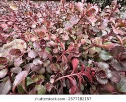 Attēlu rezultāti vaicājumam “Phedimus spurius leaf”