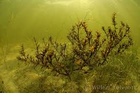 Attēlu rezultāti vaicājumam “Najas major”