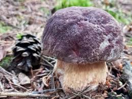 Attēlu rezultāti vaicājumam “Boletus pinophilus”