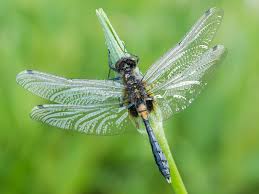 Attēlu rezultāti vaicājumam “Leucorrhinia caudalis”