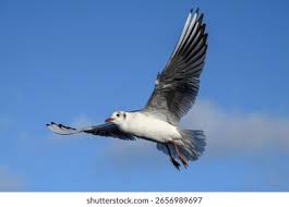 Attēlu rezultāti vaicājumam “Larus ridibundus”