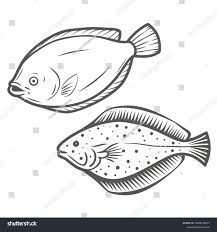 Image result for Microstomus kitt