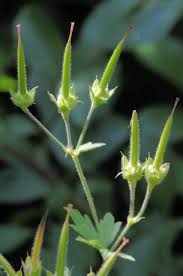 Attēlu rezultāti vaicājumam “Geranium palustre fruit”
