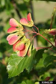 Attēlu rezultāti vaicājumam “Acer tataricum”