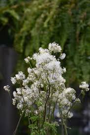 Attēlu rezultāti vaicājumam “Thalictrum aquilegifolium leaf”