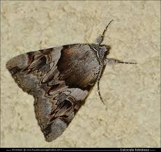 Attēlu rezultāti vaicājumam “Catocala fulminea”