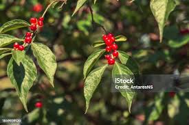 Attēlu rezultāti vaicājumam “Lonicera xylosteum fruit”