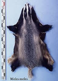 Attēlu rezultāti vaicājumam “Meles meles adult”