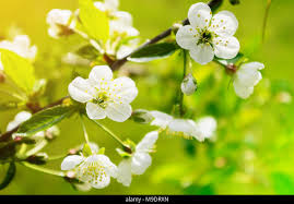 Attēlu rezultāti vaicājumam “Cerasus flower”
