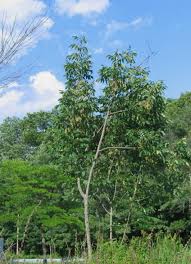 Attēlu rezultāti vaicājumam “Fraxinus pennsylvanica”