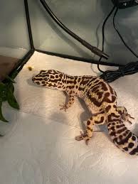Image result for gravidity leopard gecko