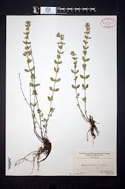 Attēlu rezultāti vaicājumam “Acinos arvensis”