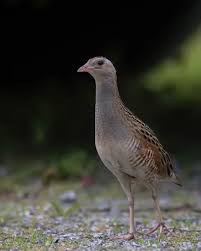 Attēlu rezultāti vaicājumam “Crex crex adult”