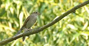 Image result for Luscinia luscinia