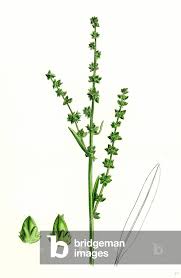 Attēlu rezultāti vaicājumam “Atriplex littoralis”