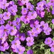 Image result for Aubrieta hybrida (cultorum)