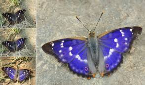 Attēlu rezultāti vaicājumam “Apatura ilia”