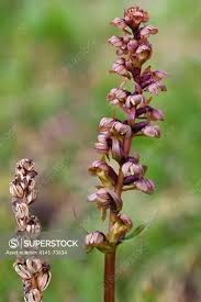 Attēlu rezultāti vaicājumam “Coeloglossum viride flower”
