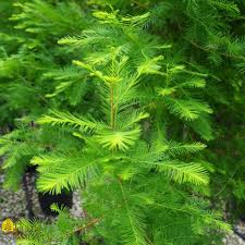 Attēlu rezultāti vaicājumam “Taxodium distichum”